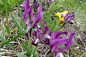 Соцсети украсили обсыпанные цветами меловые горы в Саратовской области